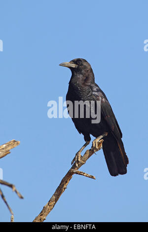 Schwarze Krähe (Corvus Capensis), sitzt auf einem abgestorbenen Baum, Südafrika Kgalagadi Transfrontier National Park Stockfoto