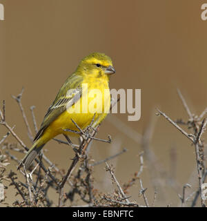 Gelbe Kanarische (Serinus Flaviventris), männliche sitzen auf einem Busch, Südafrika, Kgalagadi Transfrontier National Park Stockfoto