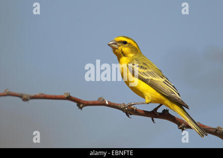 Gelbe Kanarische (Serinus Flaviventris), männliche sitzt auf einem Zweig, Südafrika, Kgalagadi Transfrontier Nationalpark Stockfoto