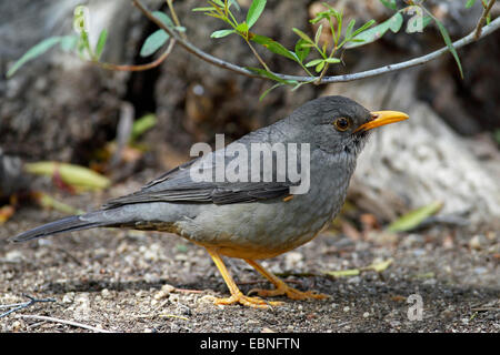 Olive-Drossel (Turdus Olivaceus), stehend auf dem Boden, Südafrika, Augrabies Falls National Park Stockfoto