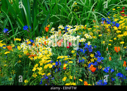 Jährliche Wildblume Grenzen, Fetzer Weinberge nachhaltig Weingut Schaugarten, RHS Chelsea Flower Show 2007, London, UK. Stockfoto