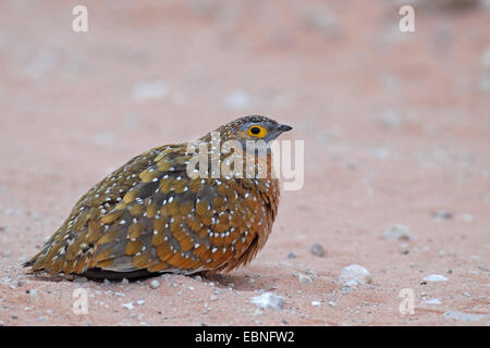 Bunte Sandgrouse, Burchell Sandgrouse (Pterocles Burchelli), Männlich, sitzt im Sand, Südafrika Kgalagadi Transfrontier National Park Stockfoto