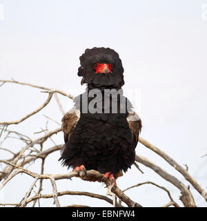 Bateleur, Bateleur Adler (Terathopius Ecaudatus), Erwachsenen Vogel sitzt in einem Baum, Südafrika, Kgalagadi Transfrontier National Park Stockfoto