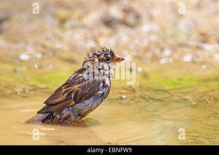 Haussperling (Passer Domesticus), weibliche Baden in einen nassen Fleck, Bulgarien Stockfoto