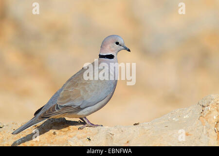 Ring-necked Dove, Kap Turteltaube, Half-Collared Taube (Streptopelia Capicola), die Taube sitzt auf einem Stein, Südafrika, Kgalagadi Transfrontier National Park Stockfoto