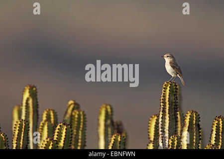 Kanarischen Inseln Chat (Saxicola Dacotiae), weibliche sitzen auf Kandelaber Baum, Kanarischen Inseln, Fuerteventura Stockfoto