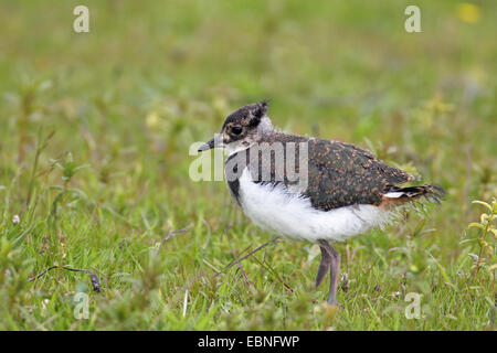 nördlichen Kiebitz (Vanellus Vanellus), flügge nicht juvenile Vögel stehen auf einer Wiese, Niederlande, Friesland Stockfoto