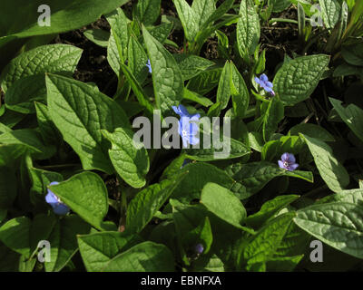 Navelwort, blau – Eyed Mary (Omphalodes Verna), blühen Stockfoto