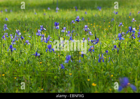 Sibirische Schwertlilie (Iris Sibirica), blühen in eine Wiese, Deutschland, Bayern, See Chiemsee Stockfoto