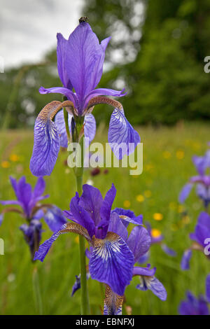 Sibirische Schwertlilie (Iris Sibirica), blühen in eine Wiese, Deutschland, Bayern, See Chiemsee Stockfoto