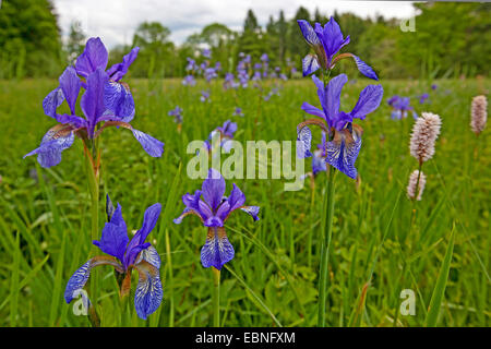 Sibirische Schwertlilie (Iris Sibirica), blühen in eine Wiese mit Wiese cm Bistorta Officinalis, Deutschland, Bayern, See Chiemsee Stockfoto