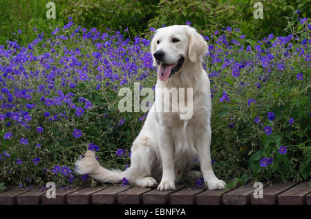 Golden Retriever (Canis Lupus F. Familiaris), männliche sitzen auf einer Bank vor blaue Blumen Stockfoto