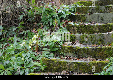 Nieswurz (Helleborus spec.), blühen in einem Garten am moosigen Treppen Stockfoto