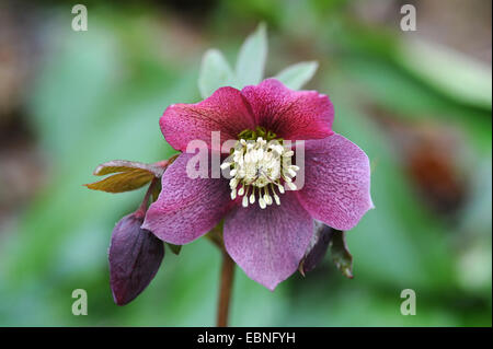 Blume rot Nieswurz (Helleborus 'Atrorubens', Helleborus Atrorubens) Stockfoto