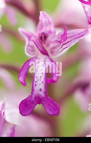 militärische Orchidee (Orchis Militaris), Blume, Deutschland Stockfoto