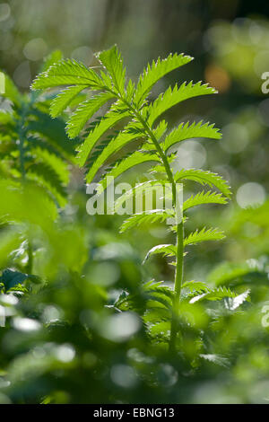 Silber Unkraut, Silverweed Fingerkraut (Potentilla heisses), Blatt bei Gegenlicht, Deutschland Stockfoto