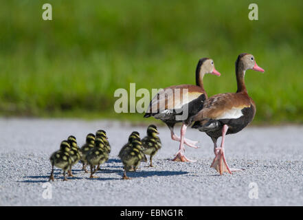 SCHWARZBÄUCHIGEN WHISTLING DUCK (Dendrocygna Autumnalis) paar mit Entenküken, die Straße überqueren, Venedig Rookery, Florida, USA. Stockfoto