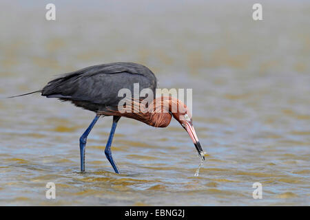 rötliche Silberreiher (Egretta saniert), suchen Nahrung im flachen Wasser, USA, Florida Stockfoto