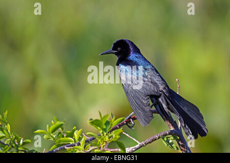 Boot-angebundene Grackle (Quiscalus großen) Mann sitzt auf einem Zweig, USA, Florida Stockfoto