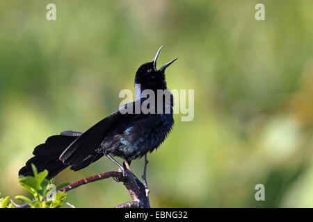 Boot-angebundene Grackle (Quiscalus großen), männliche sitzen auf einem Busch und singen, USA, Florida Stockfoto