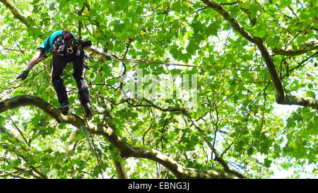 Baumpfleger, Klettern in einem Baum, Deutschland Stockfoto