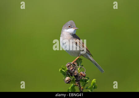 Whitethroat (Sylvia Communis), männliche sitzt auf einem Hundsrose, Niederlande, Friesland Stockfoto