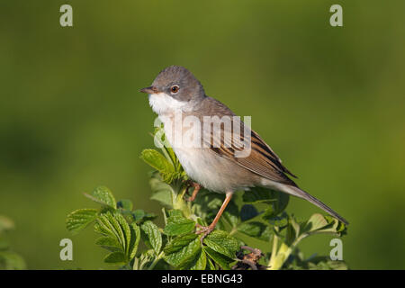 Whitethroat (Sylvia Communis), männliche sitzt auf einem Hundsrose, Niederlande, Friesland Stockfoto