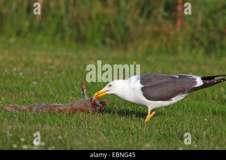 weniger schwarz-unterstützte Möve (Larus Fuscus), Möve, Fütterung aus einem toten Hasen, Niederlande, Friesland Stockfoto