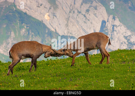 Alpensteinbock (Capra Ibex, Capra Ibex Ibex), zwei kämpfende Männer in einer Bergwiese, Schweiz, Toggenburg, Chaeserrugg Stockfoto