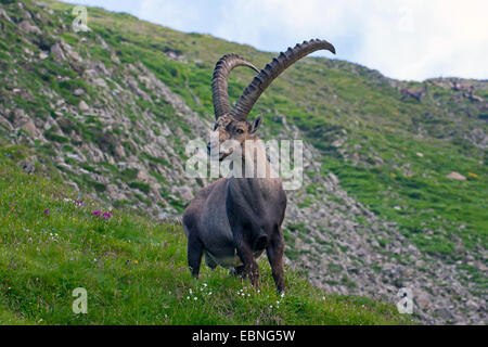 Alpensteinbock (Capra Ibex, Capra Ibex Ibex), stehend auf einer steilen Wiese, Schweiz, Alpstein, Säntis Stockfoto
