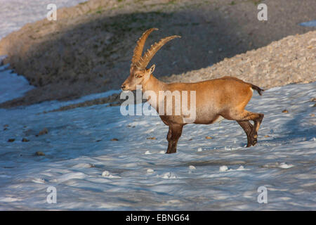 Alpensteinbock (Capra Ibex, Capra Ibex Ibex), stehend in ein steiles Schneefeld, Schweiz, Alpstein, Säntis Stockfoto
