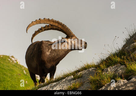 Alpensteinbock (Capra Ibex, Capra Ibex Ibex), Männlich stehend in einer Almwiese und Fütterung, Schweiz, Alpstein, Säntis Stockfoto