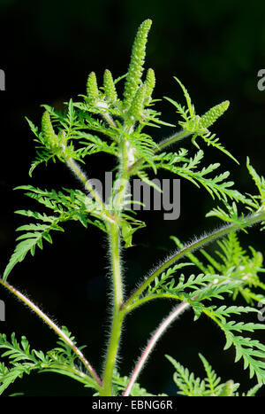 Jährliche Traubenkraut, Ambrosia, Bitter-Weed, Hog-Weed, römischer Wermut (Ambrosia Artemisiifolia), blühen, Deutschland, Nordrhein-Westfalen Stockfoto