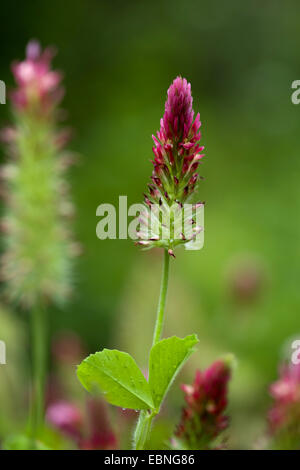 Crimson Clover, italienische Klee (Trifolium Incarnatum), blühen, Deutschland Stockfoto