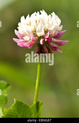 Alsike Clover (Trifolium Hybridum), Blütenstand, der Schweiz, Sustenpass Stockfoto