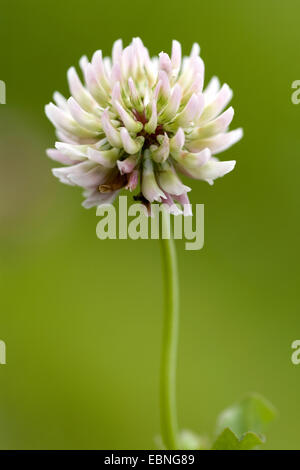 Alsike Clover (Trifolium Hybridum), Blütenstand, Schweiz Stockfoto