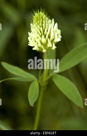 Ungarischer Klee (Trifolium Pannonicum), Blütenstand Stockfoto