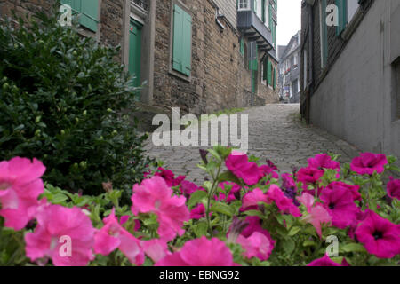 Garten-Petunie (Petunia X hybrida, Petunia-Hybride), historische Gasse in der Stadt Velbert-Langenberg, Deutschland, Nordrhein-Westfalen, Velbert Stockfoto