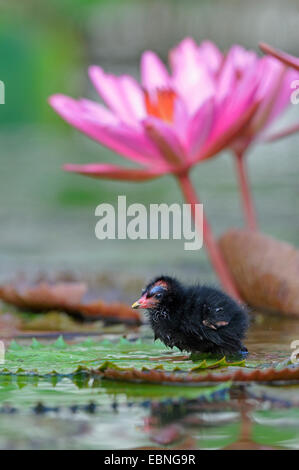 Teichhuhn (Gallinula Chloropus), Küken auf einer Seerose Leaf, Deutschland, Nordrhein-Westfalen Stockfoto