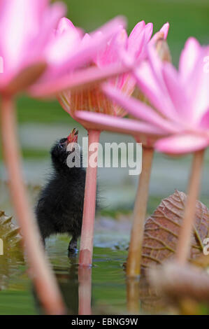 Teichhuhn (Gallinula Chloropus), Küken auf einer Seerose-Blatt auf den Feed, Deutschland, Nordrhein-Westfalen Stockfoto