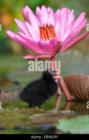 Teichhuhn (Gallinula Chloropus), Küken auf einer Seerose Leaf, Deutschland, Nordrhein-Westfalen Stockfoto