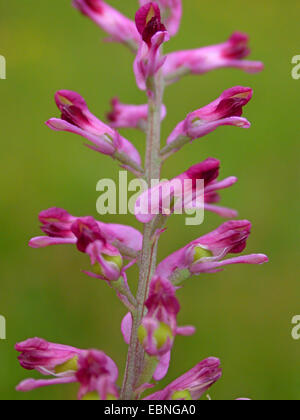 gemeinsamen Erdrauch, Medikament Erdrauch (Fumaria Officinalis), Blütenstand, Detail, Deutschland Stockfoto