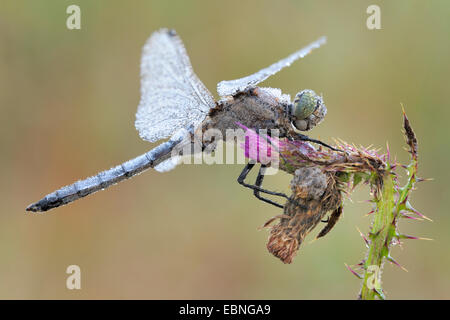 schwarz-angebundene Skimmer (Orthetrum Cancellatum), sitzen auf Distel Blüten bedeckt mit dem Tau, Deutschland Stockfoto