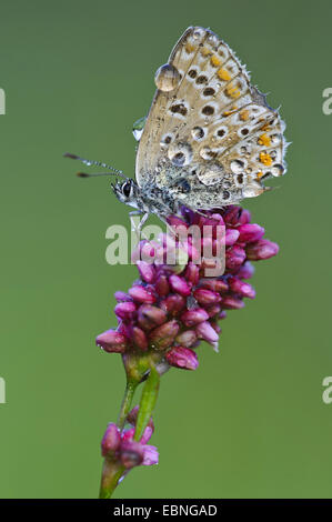 gemeinsamen blau (Polyommatus Icarus), sitzt auf einer Blume bedeckt mit Wassertropfen, Goldenstedt, Niedersachsen Stockfoto