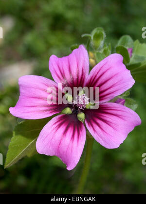 Baum-Malve, Baum Meer Malve (Lavatera Arborea), Blume Stockfoto