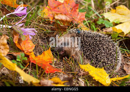 Westlichen Igel, Europäische Igel (Erinaceus Europaeus), junge Igel bei der Nahrungsaufnahme im Herbst, Schweiz, Sankt Gallen Stockfoto