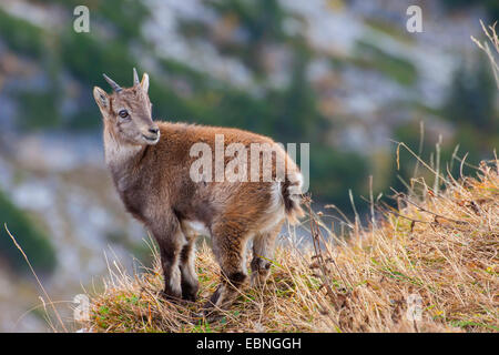 Alpensteinbock (Capra Ibex, Capra Ibex Ibex), Jungtier, stehend auf einem auf einem steilen Hang und sieht zurück, der Schweiz, Toggenburg, Chaeserrugg Stockfoto