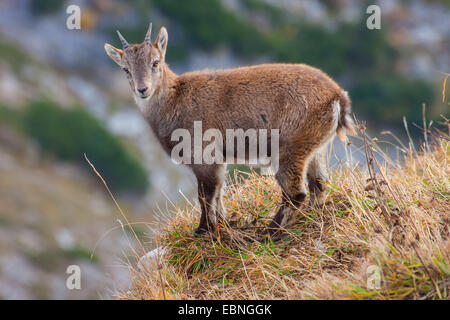 Alpensteinbock (Capra Ibex, Capra Ibex Ibex), Jungtier, stehend auf einer an einem steilen Hang, der Schweiz, Toggenburg, Chaeserrugg Stockfoto