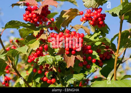 Guelder-Rose Schneeball (Viburnum Opulus), Fruchtbildung Zweige, Deutschland Stockfoto