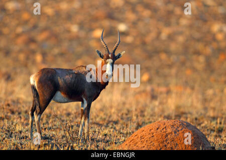 Bontebok, Blessböcke (Damaliscus Dorcas Phillipsi), steht in einer Steppe, Südafrika, Nord-West Stockfoto